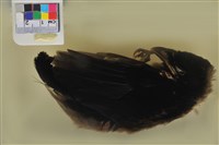 藏品(樹鵲)的圖片